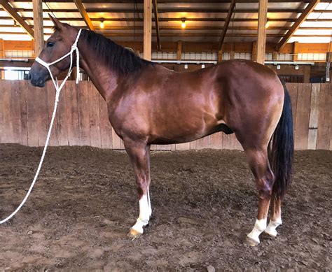 STROKE OF POWER has been used in our breeding program and has had 3 foals 2 colts and a filly. . Two eyed jack horses for sale